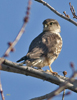 Merlin (juvenile ?)